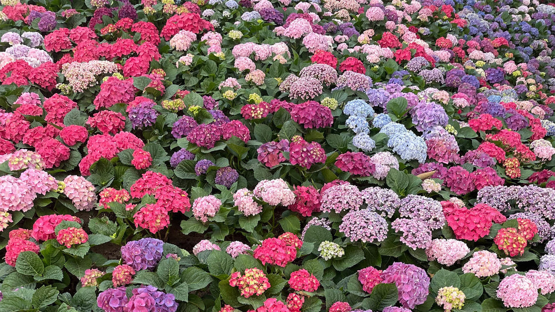 Pink, red and purple hydrangeas at the Charming Chiang Mai flower show
